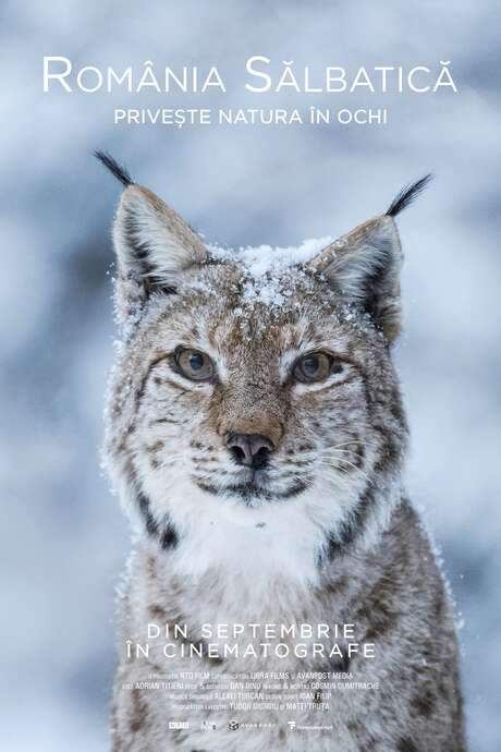 Wild Romania (2021) movie poster