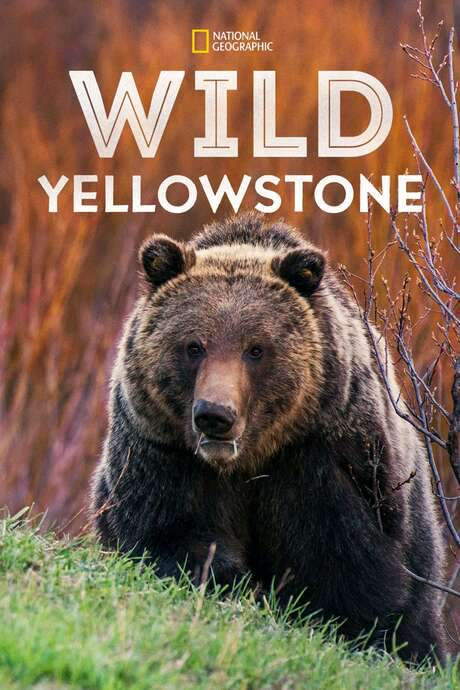 Wild Yellowstone (2015) movie poster