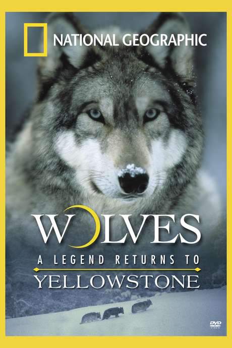 Wolves: A Legend Returns to Yellowstone (2000) movie poster
