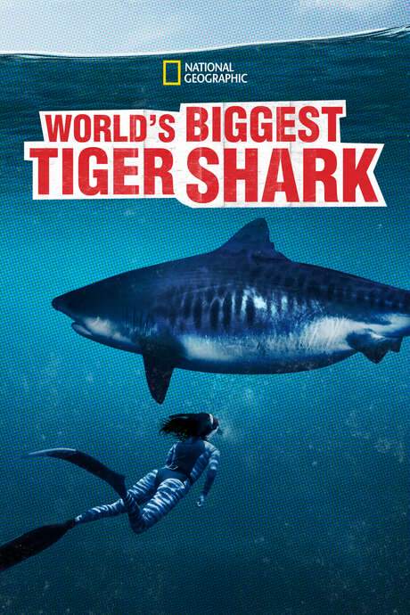 World’s Biggest Tiger Shark (2020) movie poster