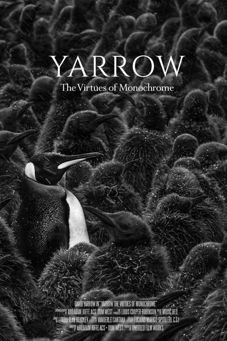 Yarrow: The Virtues of Monochrome (2019) movie poster