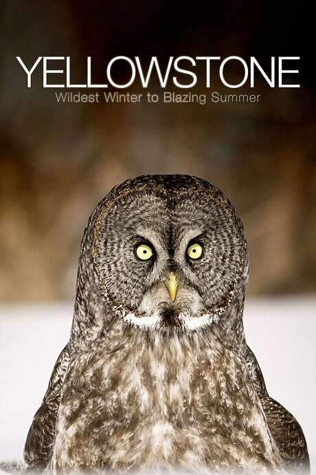 Yellowstone: Wildest Winter to Blazing Summer (2017) movie poster