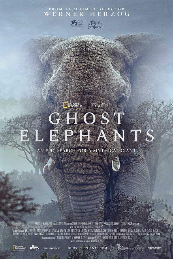 For more than ten years, conservation biologist and National Geographic Explorer Dr. Steve Boyes has pursued the mysterious, scarcely seen herd of Ghost Elephants hidden deep in Angola’s forested highlands, seeking to document the elusive creatures and assess their conservation needs.