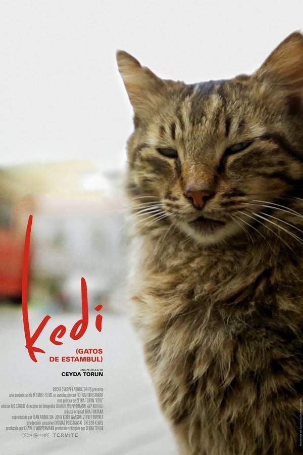 Kedi