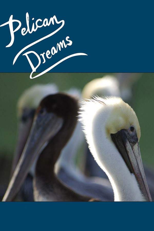 Pelican Dreams