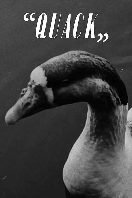 Those crooked beaks and dirty feathers aren’t fooling anyone. A detective lurks around a pond as she plots the destruction of the creatures behind the chaos.